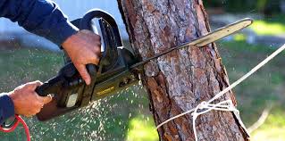 Best Tree Cabling and Bracing  in Port Chester, NY