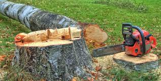  Port Chester, NY Tree Removal Services Pros