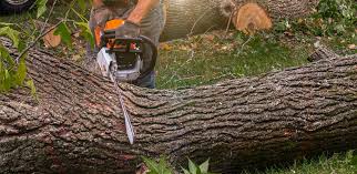 Best Tree Mulching  in Port Chester, NY