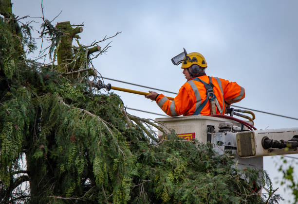 Best Residential Tree Removal  in Port Chester, NY