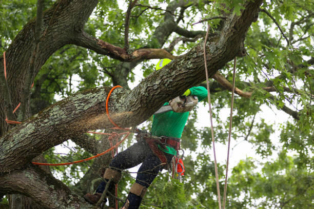 Best Residential Tree Removal  in Port Chester, NY