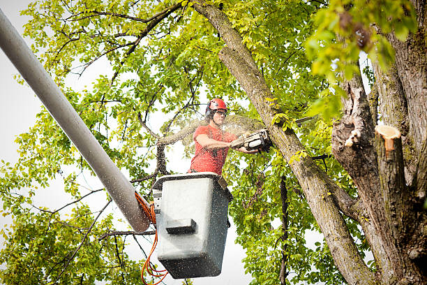 Best Tree Preservation Services  in Port Chester, NY